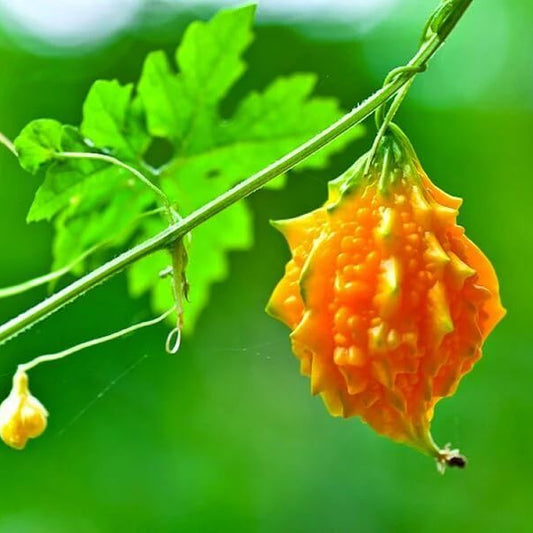 Jamaican Cerasee Seeds