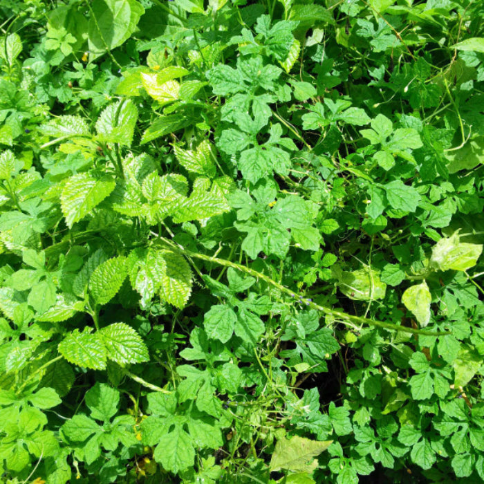 Jamaican Cerasee Seeds
