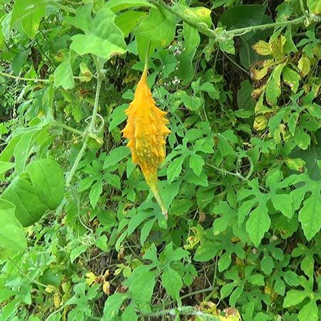 Jamaican Cerasee Seeds