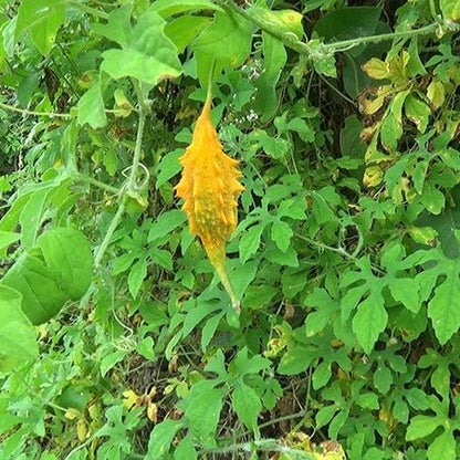 Jamaican Cerasee Seeds