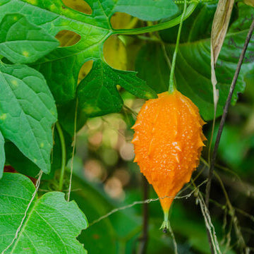 Jamaican Cerasee Seeds