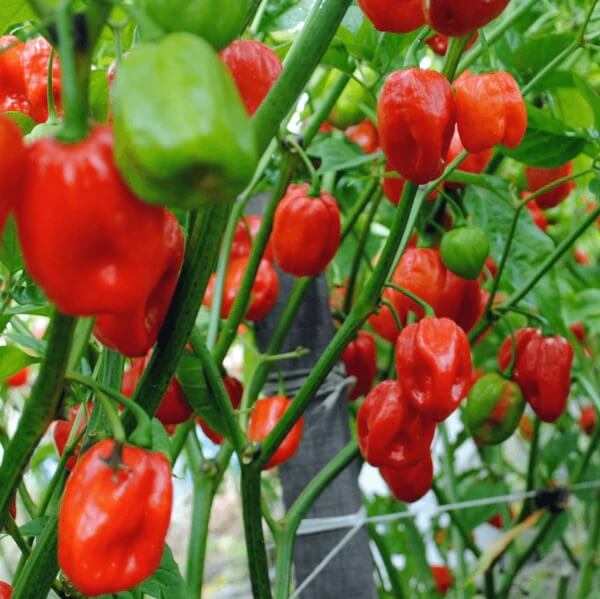 Jamaican Hot Pepper seeds