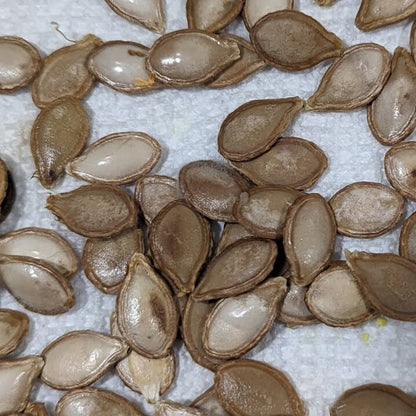 Jamaican Pumpkin Seeds