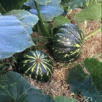 Jamaican Pumpkin Seeds