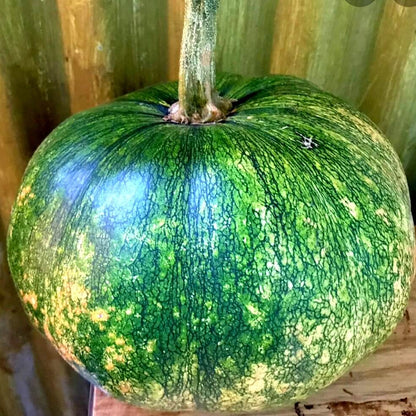Jamaican Pumpkin Seeds