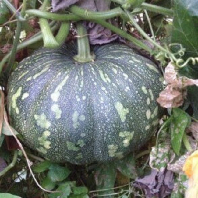 Jamaican Pumpkin Seeds
