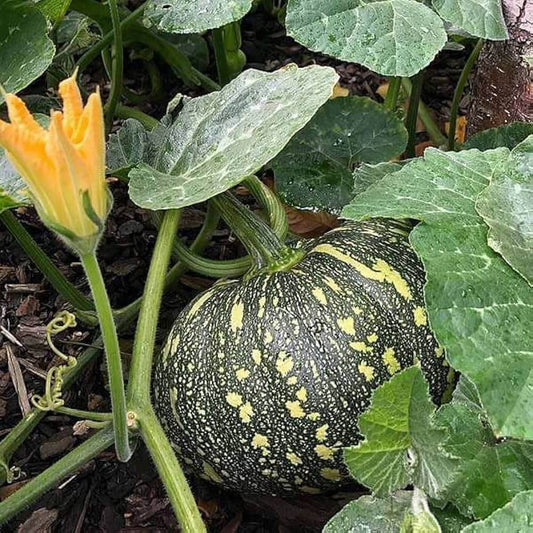 Jamaican Pumpkin Seeds
