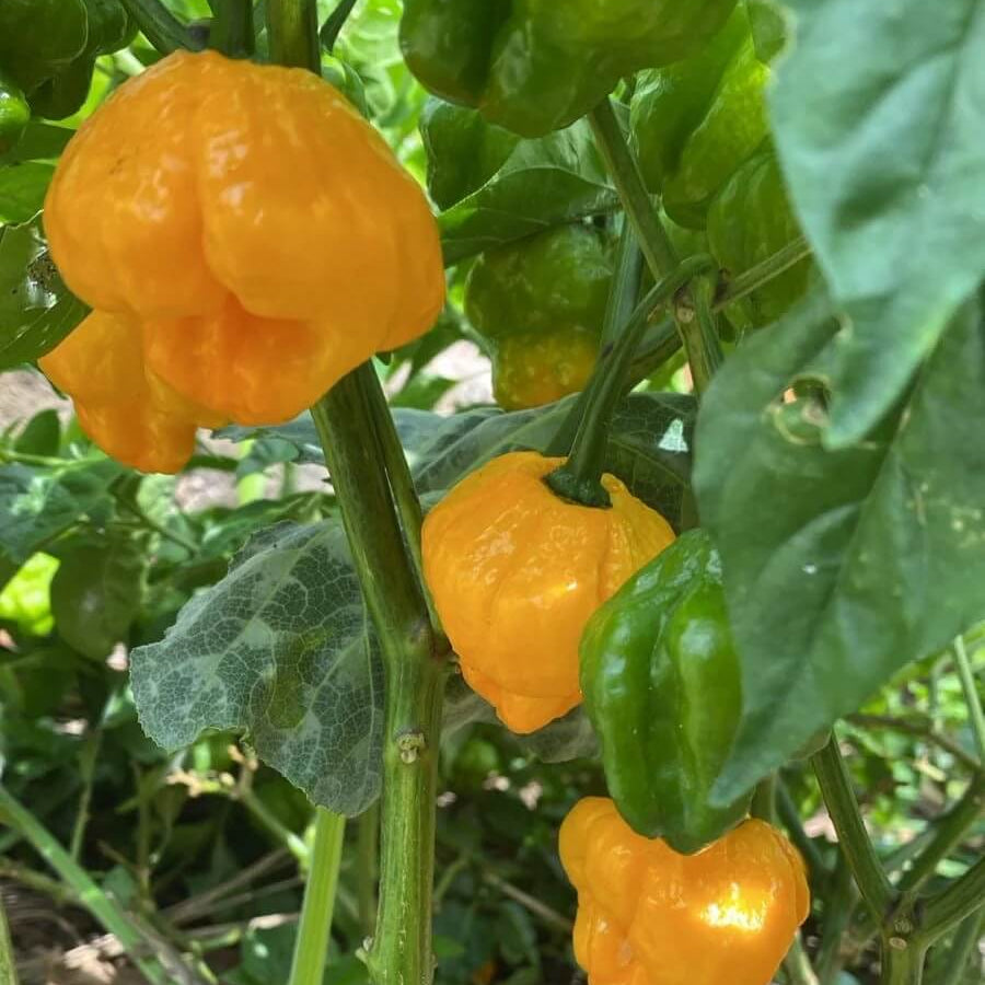 Jamaican Scotch Bonnet Pepper Seeds