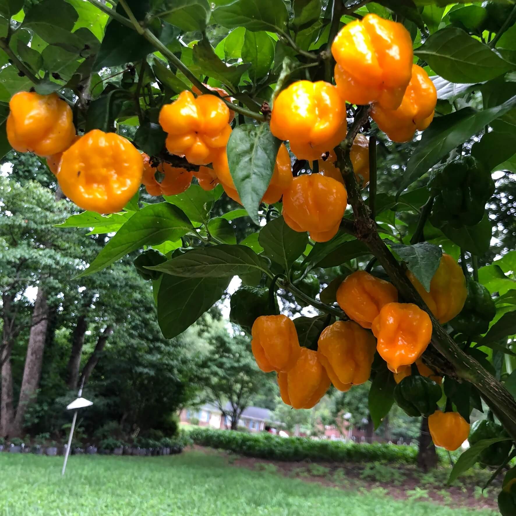 Jamaican Scotch Bonnet Pepper Seeds