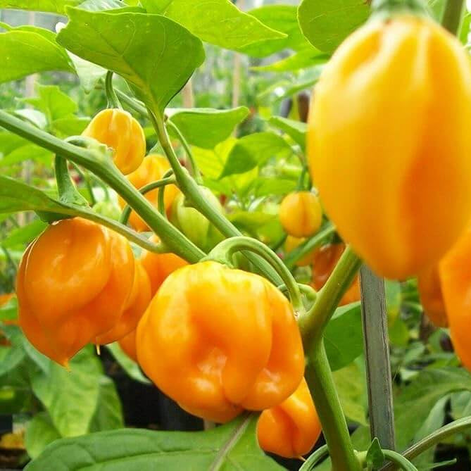 Jamaican Scotch Bonnet Pepper Seeds