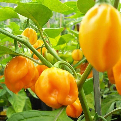Jamaican Scotch Bonnet Pepper Seeds