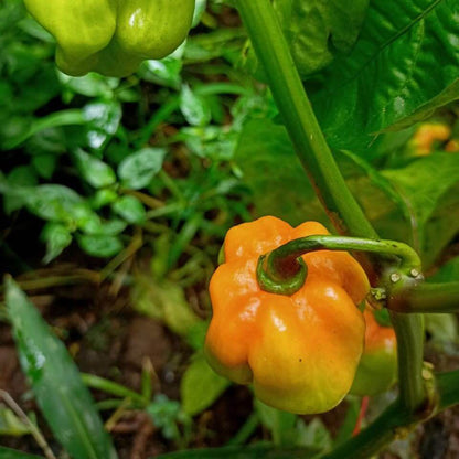 Jamaican Scotch Bonnet Pepper Seeds