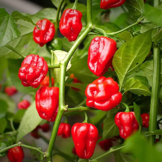 Jamaican Scotch Bonnet Seeds for Planting