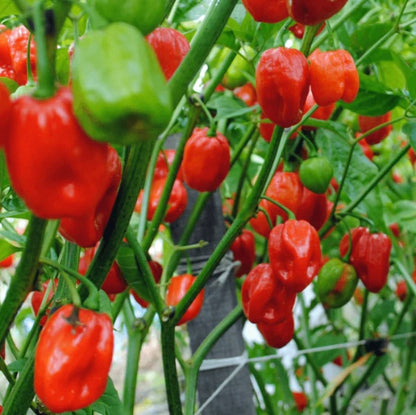 Jamaican Scotch Bonnet Seeds for Planting