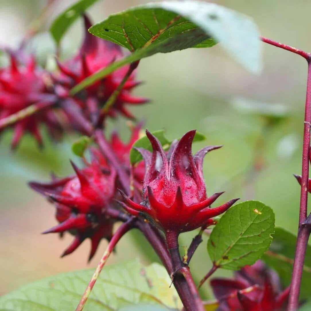 Jamaican Sorrel Seeds - Herbal Plant