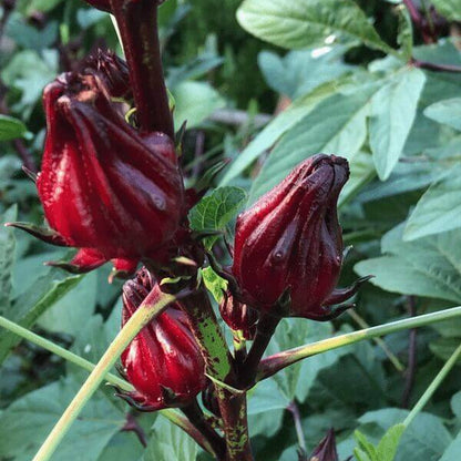 Jamaican Sorrel Seeds - Herbal Plant