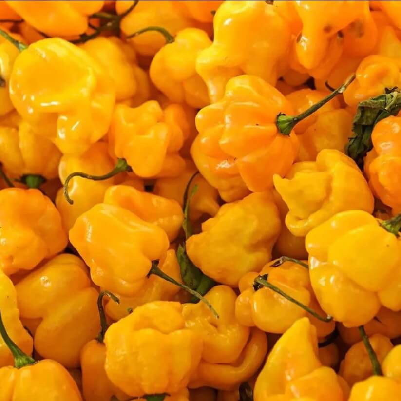Jamaican Yellow Pepper Seeds