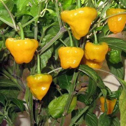 Jamaican Yellow Pepper Seeds