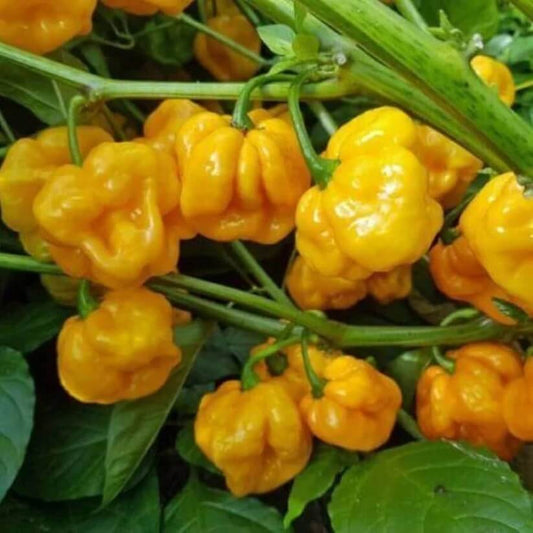 Jamaican Yellow Pepper Seeds
