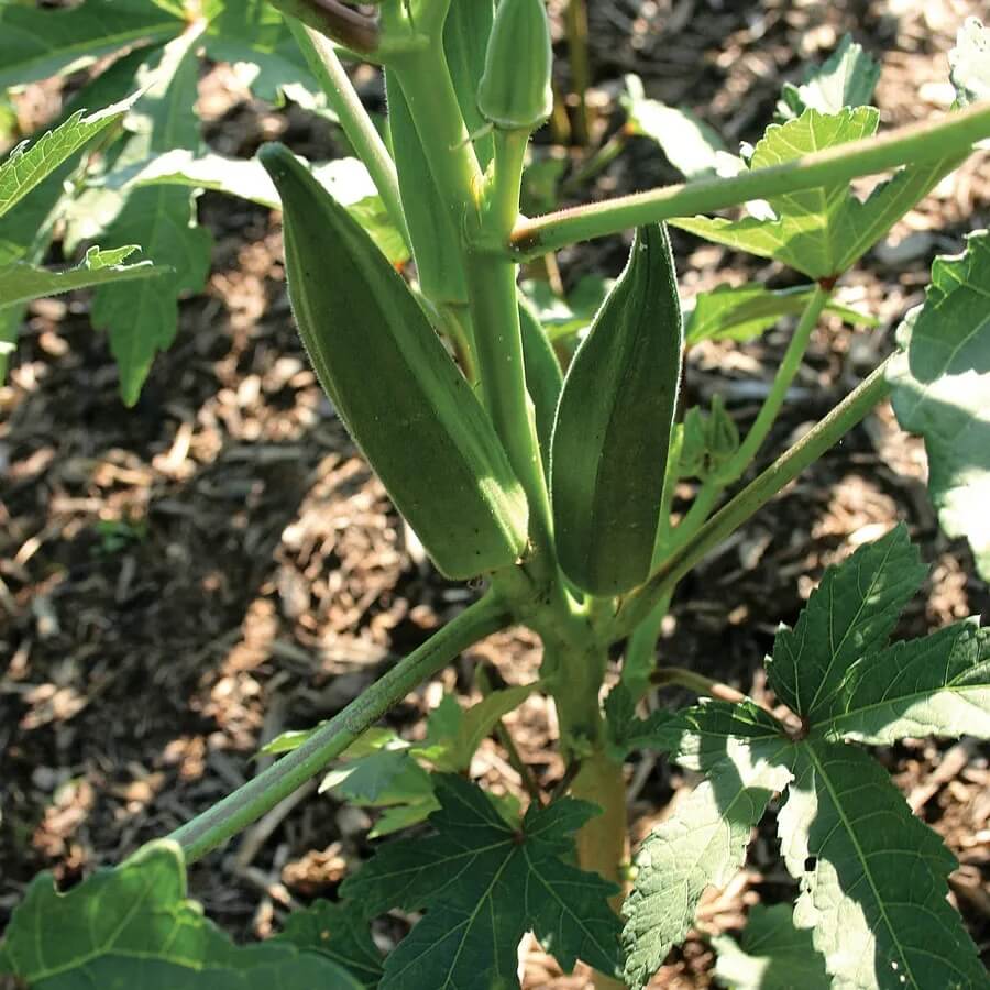 Jambalaya okra seeds - Vegetable Plant
