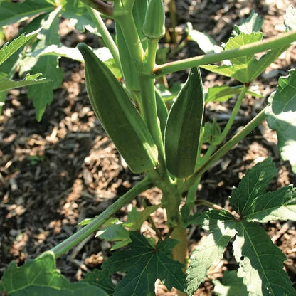Jambalaya okra seeds - Vegetable Plant