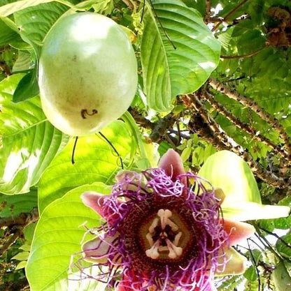 Jambo Passion Seeds