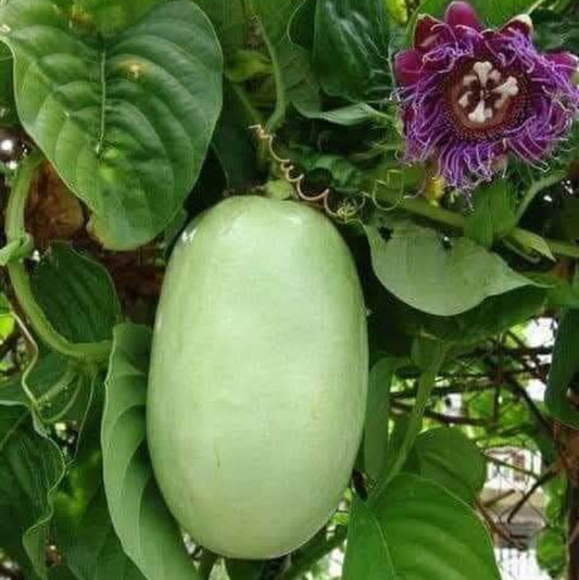 Jambo Passion Seeds