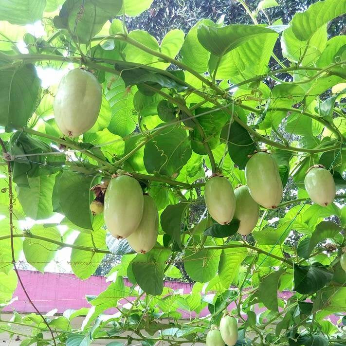 Jambo Passion Seeds