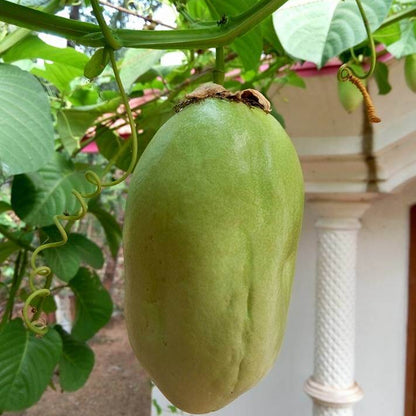 Jambo Passion Seeds