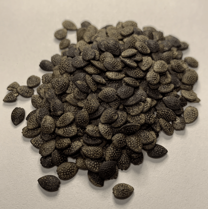 Jambo Passion Seeds