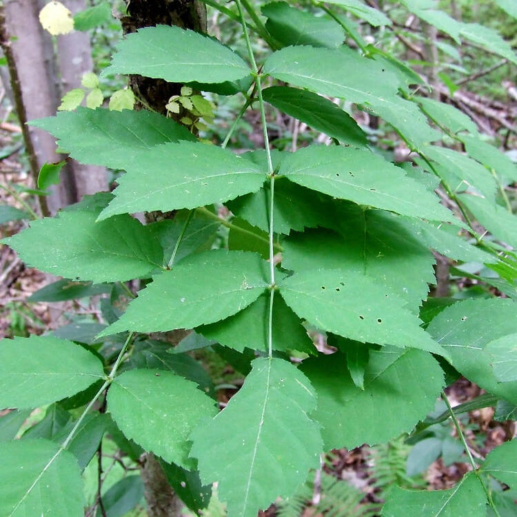 Japanese Angelica Seeds 