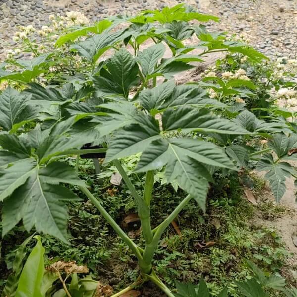 Japanese Ashitaba Seeds