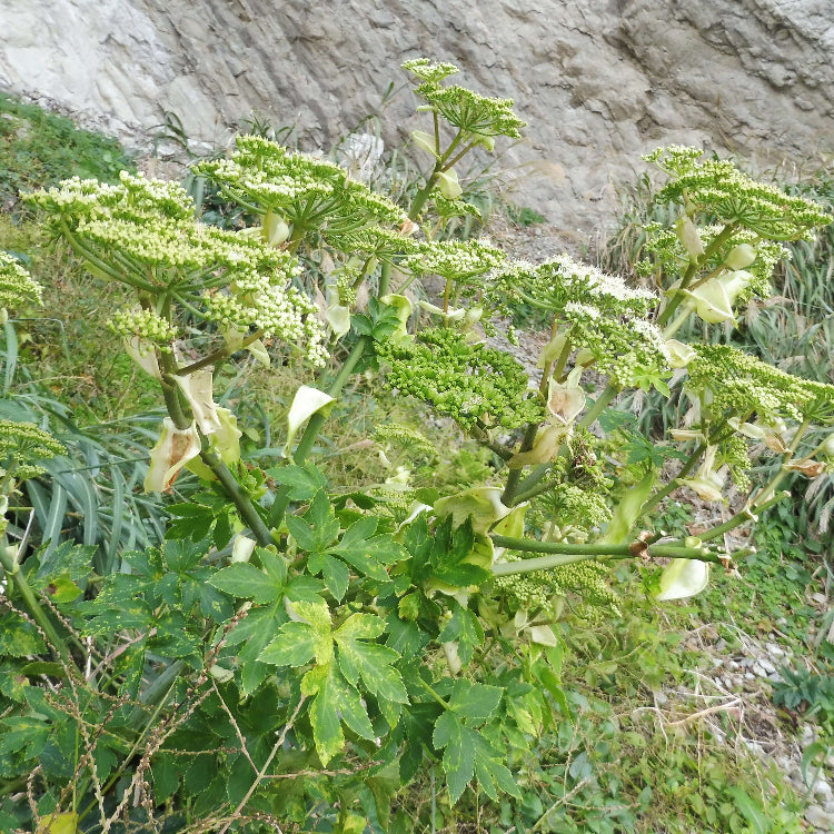 Japanese Ashitaba Seeds