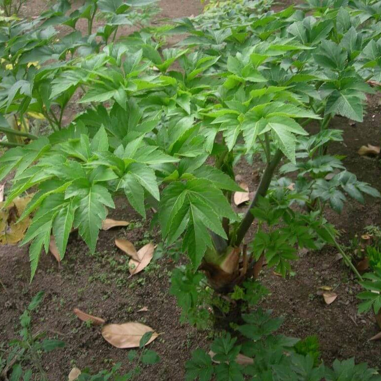 Japanese Ashitaba Seeds
