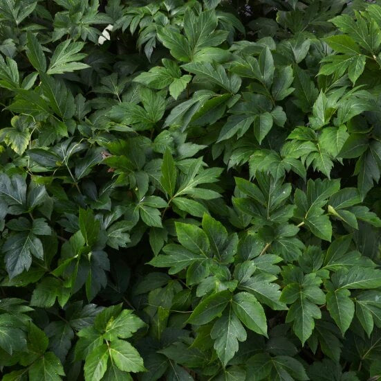 Japanese Ashitaba Seeds