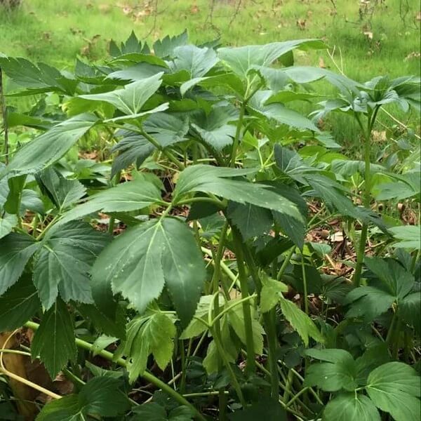 Japanese Ashitaba Seeds