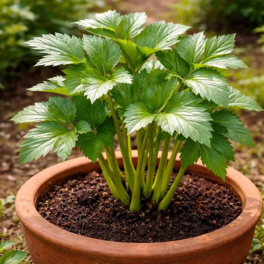 Japanese Ashitaba Seeds for Planting