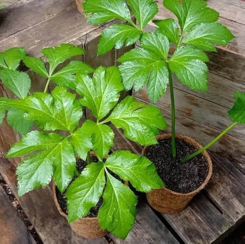 Japanese Ashitaba Seeds for Planting