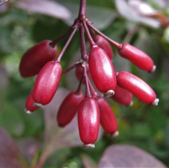 Japanese Barberry Seeds - Heirloom Fruit Plant for Home Gardens
