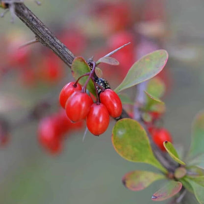 Japanese Barberry Seeds - Heirloom Fruit Plant for Home Gardens