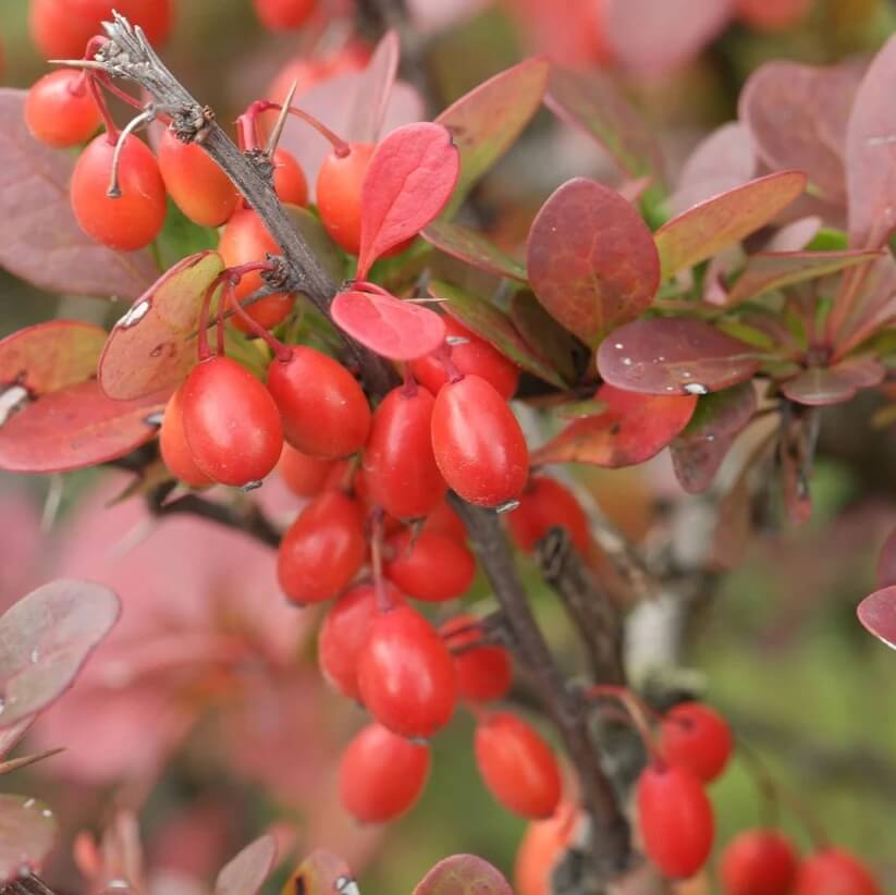 Japanese Barberry Seeds - Heirloom Fruit Plant for Home Gardens