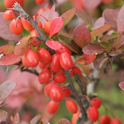 Japanese Barberry Seeds - Heirloom Fruit Plant for Home Gardens