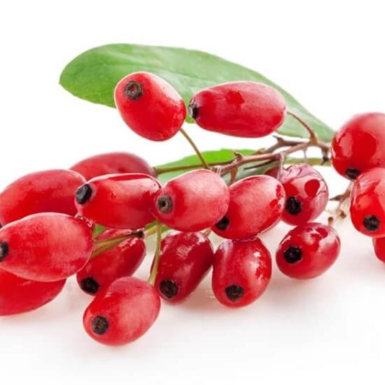 Japanese Barberry Seeds - Heirloom Fruit Plant for Home Gardens