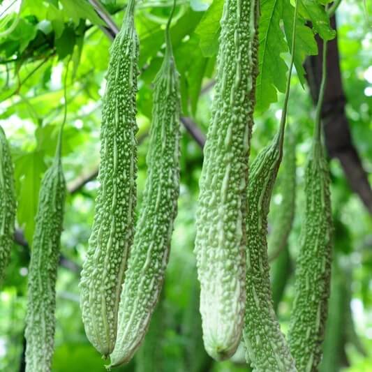 Japanese Bitter Gourd Seeds