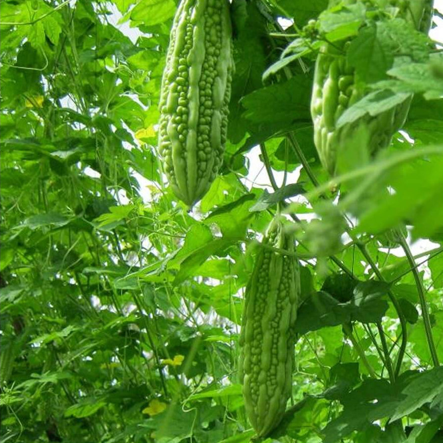 Japanese Bitter Gourd Seeds