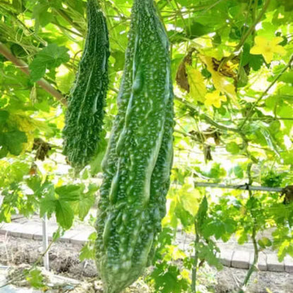 Japanese Bitter Melon Seeds 