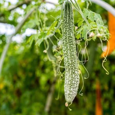 Japanese Bitter Melon Seeds 