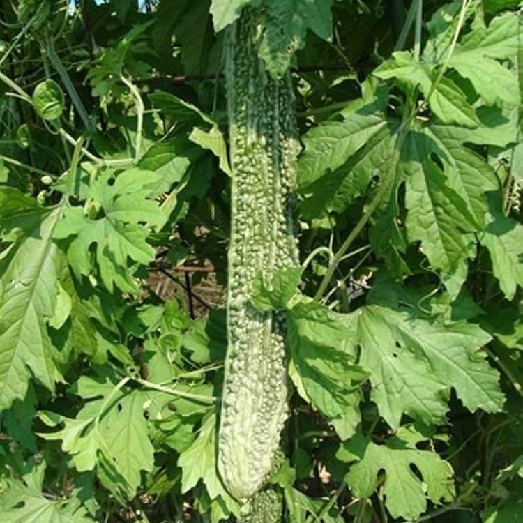 Japanese Bitter Melon Seeds 