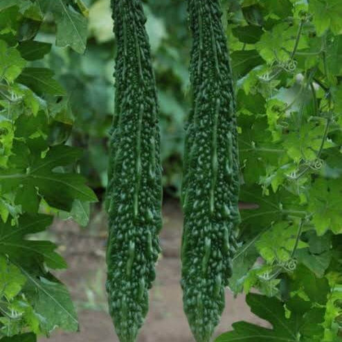Japanese Bitter Melon Seeds 