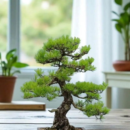 Japanese Black Pine Seeds